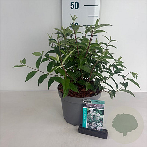 Deutzia hybrida 'Mont Rose' 50-60 cm 35L