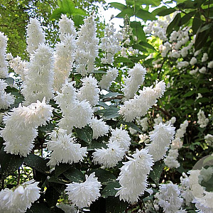 Deutzia scabra 40-60 cm 2,0L