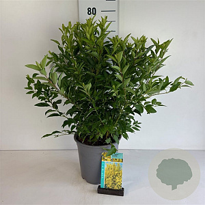 Forsythia int. Week-End 60-80 cm 6,5L