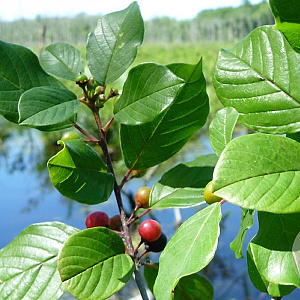 Frangula alnus 40-60 cm wortelgoed struik