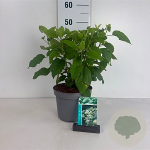 Hydrangea a. 'Annabelle' 50-60 cm 35L