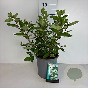 Hydrangea pan. 'Grandiflora' 50-60 cm 6,5L