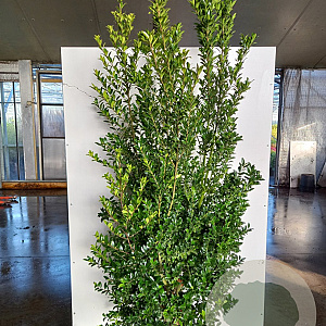 Ilex maximowicziana kanehirae 170-200 cm 30L