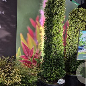 Ilex maximowicziana kanehirae 175-200 cm cont. 75L bossig