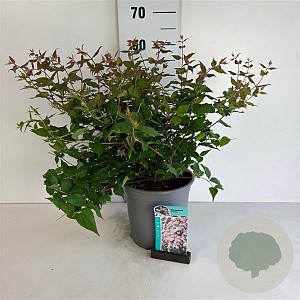 Kolkwitzia amabilis 'Pink Cloud' 50-60 cm 6,5L