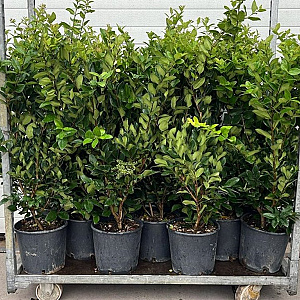 Ligustrum j. 'Texanum' 70-90 cm 9L