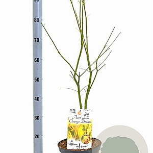 Acer pal. 'Orange Dream' 40-50 cm 5,0L