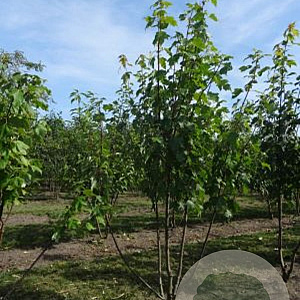 Acer rubrum 150-175 cm draadkluit meerstammig
