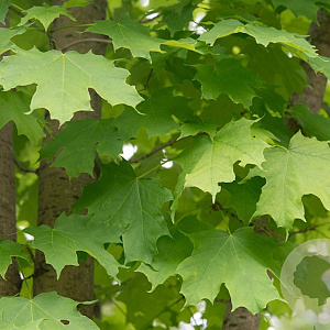 Acer saccharinum 400-450 cm draadkluit meerstammig
