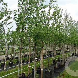 Alnus glutinosa 12-14 HO container