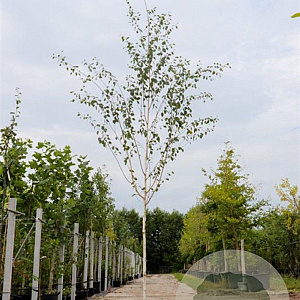 Betula utilis 'Doorenbos' 10-12 HO container 