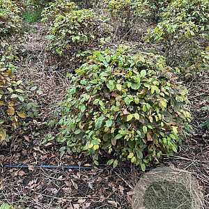 Carpinus betulus 50-60 cm draadkluit bol