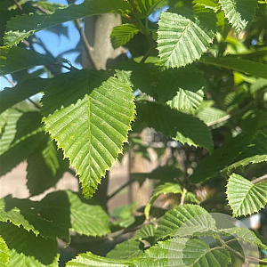Carpinus bet. 'Lucas' 10-12 HO container