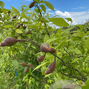 Chimonanthus praecox 175-200 cm draadkluit meerstammig