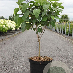 Clerodendrum trichotomum 100-125 cm 12L