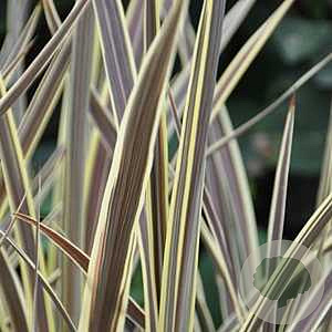 Cordyline banksii Electric Flash 50-60 cm 5,0L