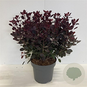 Cotinus cog. 'Lilla' 40-60 cm 7,5L vertakt