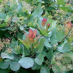 Cotinus cog. 'Old Fashioned' GM 1.5