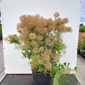 Cotinus cog. 'Young Lady' 50-60 cm 7,5L