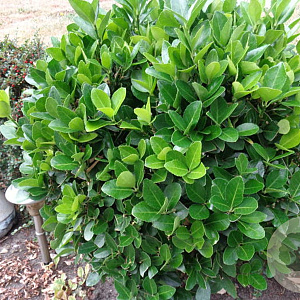 Euonymus jap. 'Microphyllus' 10-15 cm P13