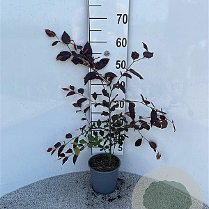 Fagus syl. 'Atropunicea' 40-60 cm 2,5L