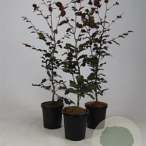 Fagus syl. 'Atropunicea' 40-60 cm 2,5L