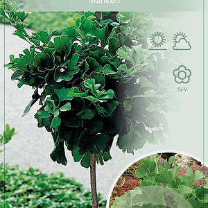 Ginkgo bil. 'Mariken' 200 cm stam 15L 6-8