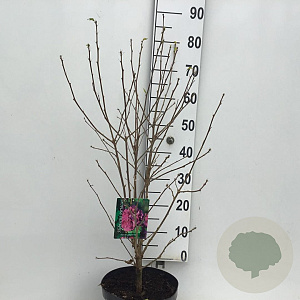 Hibiscus syr. French Cabaret Red 60-80 cm 7,5L