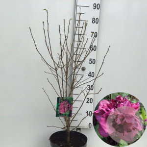 Hibiscus syr. French Cabaret Red 60-80 cm 7,5L