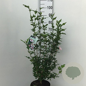 Hibiscus syr. 'Hamabo' 60-80 cm 7,5L