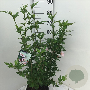 Hibiscus syr. 'Hamabo' 60-80 cm 7,5L