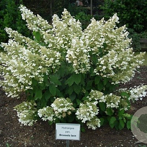 Hydrangea pan. 'Brussels Lace' 15-20 cm 25L