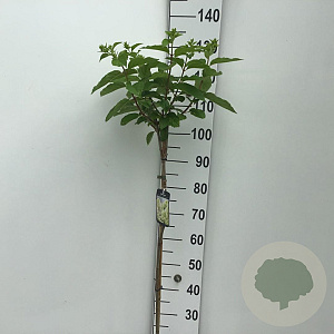 Hydrangea pan. Skyfall 90 cm stam 7,5L