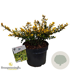 Ilex crenata 'Golden Gem' 25-30 cm 3,5L