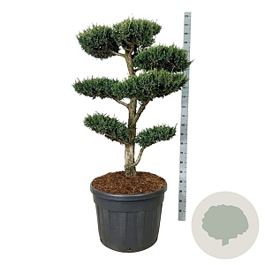 Juniperus chin. 'Monarch' 120-150 cm cont. 130L