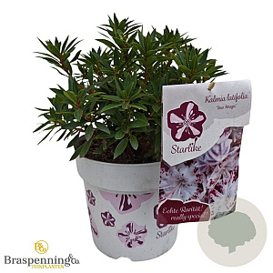 Kalmia latifolia 25-30 cm 3,5L