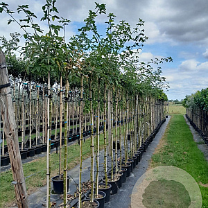 Laburnum wat. 'Vossii' 8-10 HO container 180 cm stam
