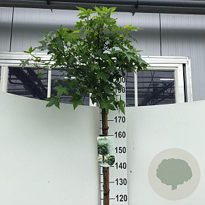 Liquidambar s. 'Gum Ball' 180 cm stam 15L