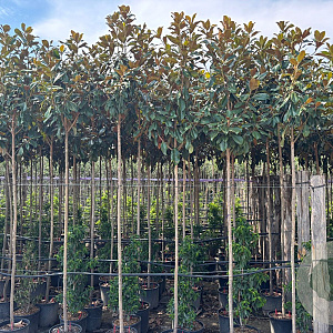 Magnolia grand. 'Goliath' 6-8 HO 18L