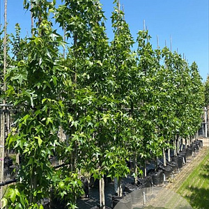 Liquidambar s. 'SlenderSilhouette' 12-14 HO container geveerd