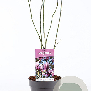 Magnolia 'Betty' 40-50 cm 3,0L