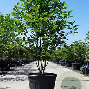 Magnolia kobus 175-200 cm container meerstammig