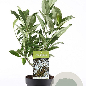 Magnolia stellata 40-50 cm 3,0L