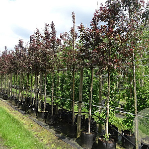 Malus 'Mokum' 12-14 HO container