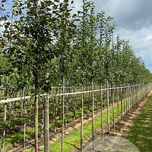 Malus 'Red Sentinel' 8-10 HO draadkluit