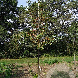 Malus 'Red Sentinel' 8-10 HO draadkluit