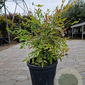 Nandina domestica 50-60 cm 10L