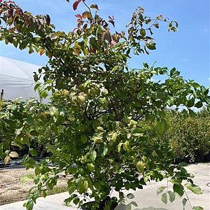 Parrotia persica 175-200 cm 20L meerstammig