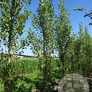 Populus nigra 'Italica' 14-16 HO draadkluit 3 X verplant