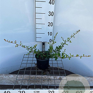 Pyracantha 'Firelight' 30-40 cm C1.3
